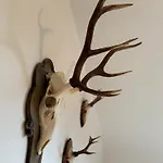Schwarzwaldnest Appartement *
