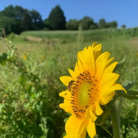 Apartment Schwarzwaldnest *