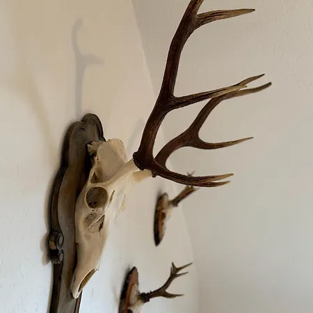 Schwarzwaldnest Appartamento *